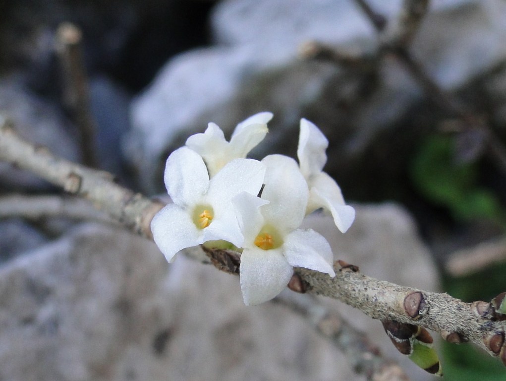 Daphne  mezereum, albina